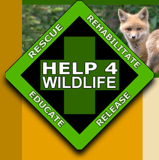 Help 4 Wildlife - Rescue Rehabilitate Release Educate